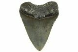 Bargain, Juvenile Megalodon Tooth - Serrated Blade #363691-1
